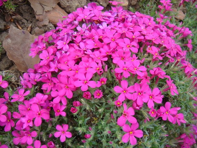 Phlox subulata